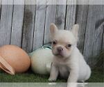 Small #12 French Bulldog