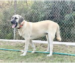 Small #3 Anatolian Shepherd-Rhodesian Ridgeback Mix