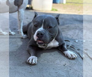 Bulldog-Unknown Mix Dogs for adoption in Virginia Beach, VA, USA