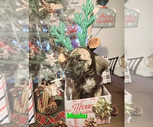 Great Dane Puppy for sale in CANTON, OH, USA