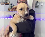 Small #2 American Staffordshire Terrier