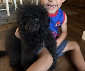 Poodle (Miniature) Puppy for sale in BRENTWOOD, CA, USA