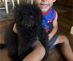 Small Poodle (Miniature)