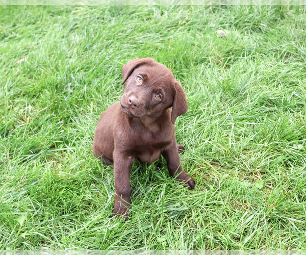 Medium Photo #3 Labrador Retriever Puppy For Sale in SYRACUSE, IN, USA