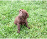 Mabel - Female Labrador Retriever Puppy for Sale - Photo #3