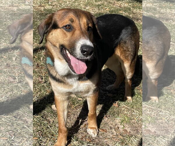 Medium Photo #7 Mutt Puppy For Sale in Fort Worth, TX, USA
