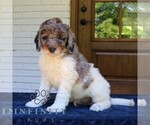 Small #2 Bernedoodle (Miniature)