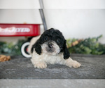 Small Photo #12 Poodle (Miniature) Puppy For Sale in CHRISTIANA, PA, USA