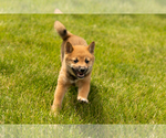 Small #3 Shiba Inu