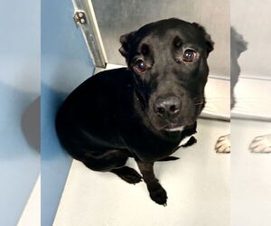 Mutt Dogs for adoption in Pampa, TX, USA