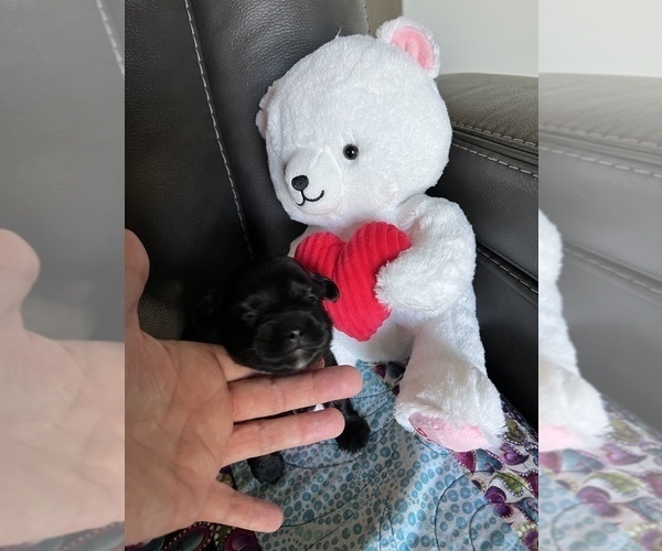Medium Photo #9 Havashu-YorkiePoo Mix Puppy For Sale in WICHITA, KS, USA