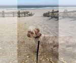 Small #6 Poodle (Miniature)