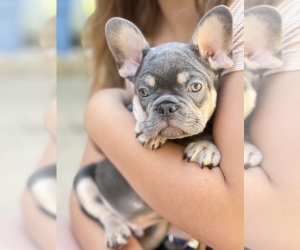 Medium Photo #5 French Bulldog Puppy For Sale in FORT BELVOIR, VA, USA