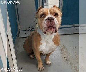Mutt Dogs for adoption in Oklahoma City, OK, USA