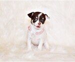 Puppy 13 Chihuahua