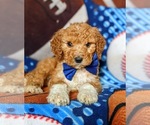 Small Photo #6 Goldendoodle Puppy For Sale in GLEN ROCK, PA, USA