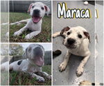 Maraca - In Foster - Call for Appt - Female Affenpinscher Dog for Adoption - Small photo