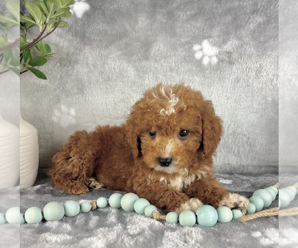 Medium Photo #6 Goldendoodle (Miniature) Puppy For Sale in INDIANAPOLIS, IN, USA