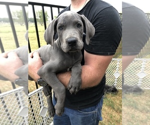 Great Dane Puppy for sale in DEVINE, TX, USA