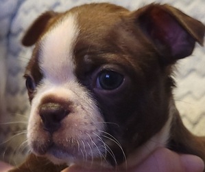 Boston Terrier Puppy for sale in KIRKSVILLE, MO, USA