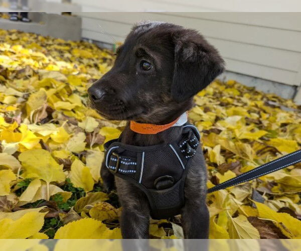 Medium Photo #1 Labrador Retriever Puppy For Sale in Redwood City, CA, USA