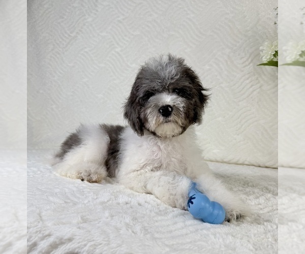 Medium Photo #3 Cavapoo Puppy For Sale in GREENFIELD, IN, USA