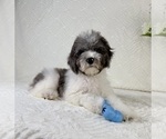 Small #2 Cavapoo