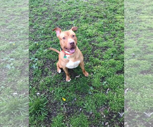 Medium Photo #1  Puppy For Sale in , 