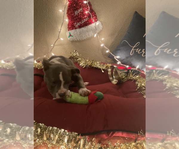 Medium Photo #16 American Bully Puppy For Sale in LUBBOCK, TX, USA