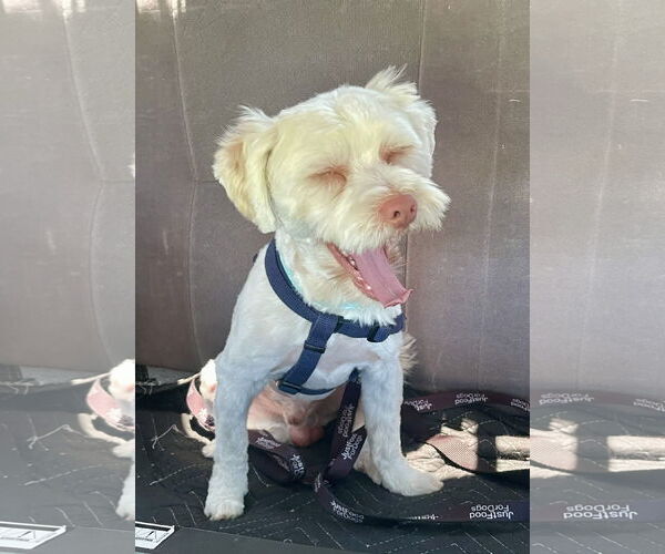 Medium Photo #2 Havamalt Puppy For Sale in Lake Elsinore, CA, USA