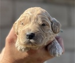 Small #3 Goldendoodle