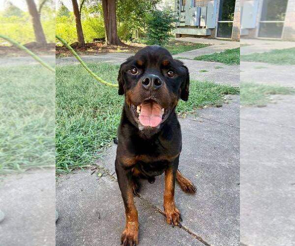 Medium Photo #11 Rottweiler-Unknown Mix Puppy For Sale in New York, NY, USA