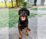 Small #10 Rottweiler Mix