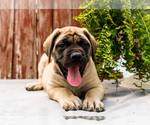Small Photo #48 Mastiff Puppy For Sale in WAKARUSA, IN, USA