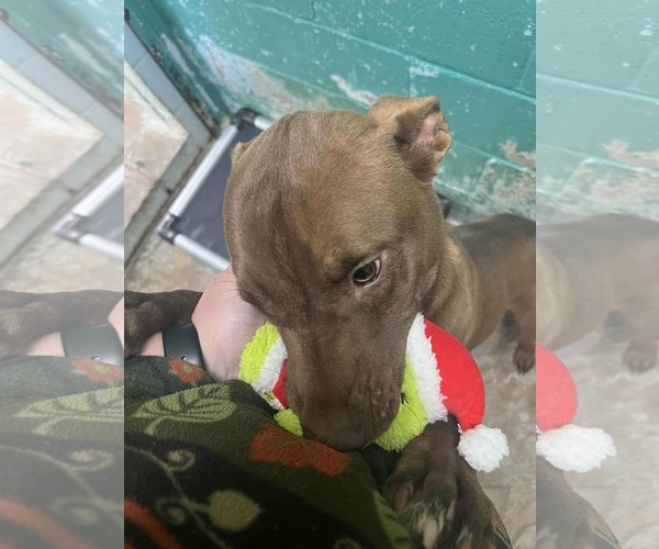 Medium Photo #5 Labrador Retriever-Unknown Mix Puppy For Sale in Orangeburg, SC, USA