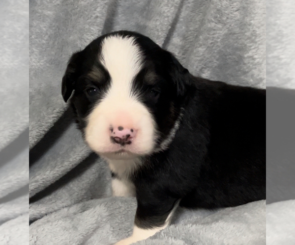Medium Photo #11 Miniature Australian Shepherd Puppy For Sale in E LAURINBURG, NC, USA