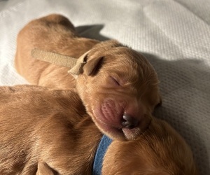 Golden Retriever Puppy for sale in SACRAMENTO, CA, USA