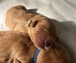 Image preview for Ad Listing. Nickname: Litter of 8