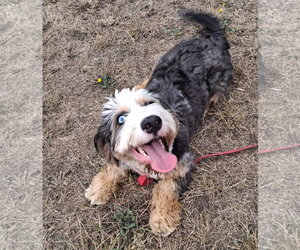 Bernese Mountain Dog Dogs for adoption in Bellevue, WA, USA