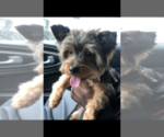 Small Photo #1 Yorkshire Terrier Puppy For Sale in ASTORIA, NY, USA