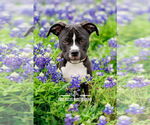 Small #3 American Staffordshire Terrier Mix