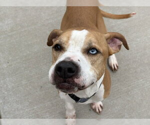 Mutt Dogs for adoption in Tulsa, OK, USA