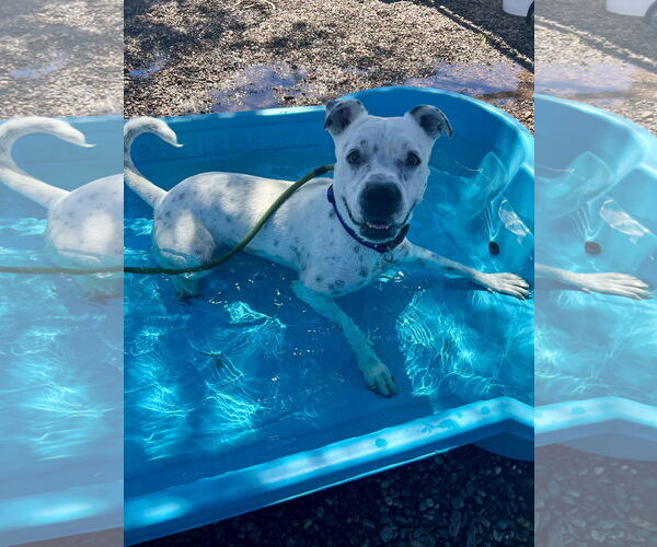 Medium Photo #2 American Staffordshire Terrier-Unknown Mix Puppy For Sale in phoenix, AZ, USA