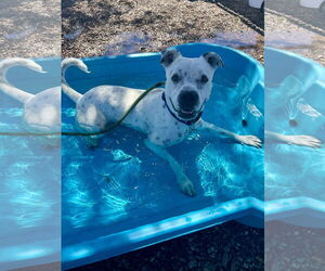 Spotta (Courtesy post) - Female American Staffordshire Terrier-Unknown Mix Dog for Adoption - Photo #2