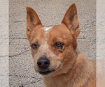 Small #5 Australian Shepherd-Red Heeler Mix