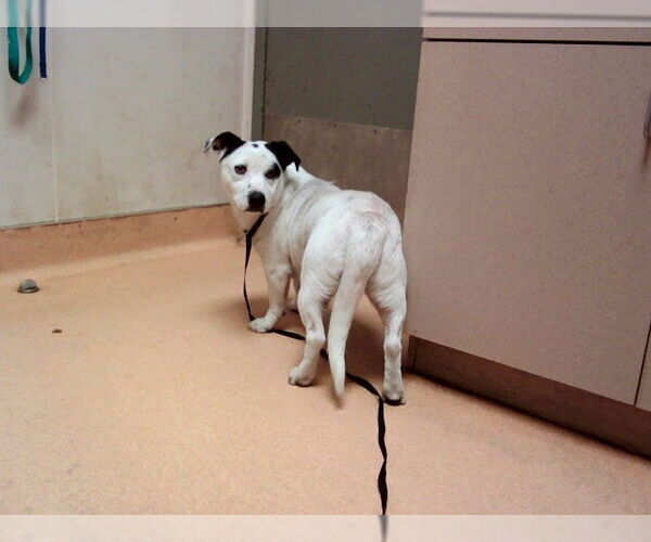 Medium Photo #1 Mutt Puppy For Sale in Martinez, CA, USA