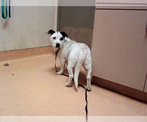 Mutt Dogs for adoption in Martinez, CA, USA