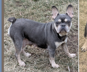 Mother of the French Bulldog puppies born on 12/21/2024