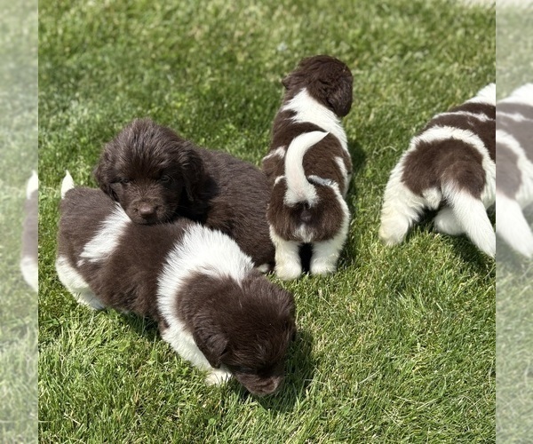 Medium Photo #12 Newfoundland Puppy For Sale in WAUSEON, OH, USA