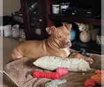 Small #1 American Pit Bull Terrier Mix